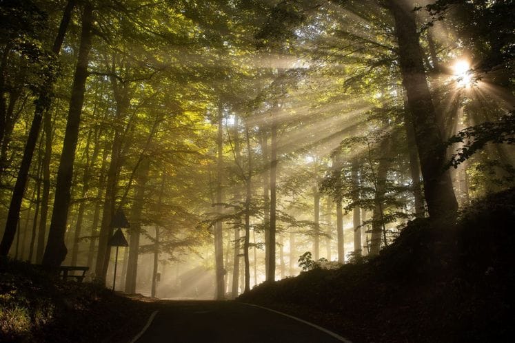 Radonja Srdanović, Biogradska gora