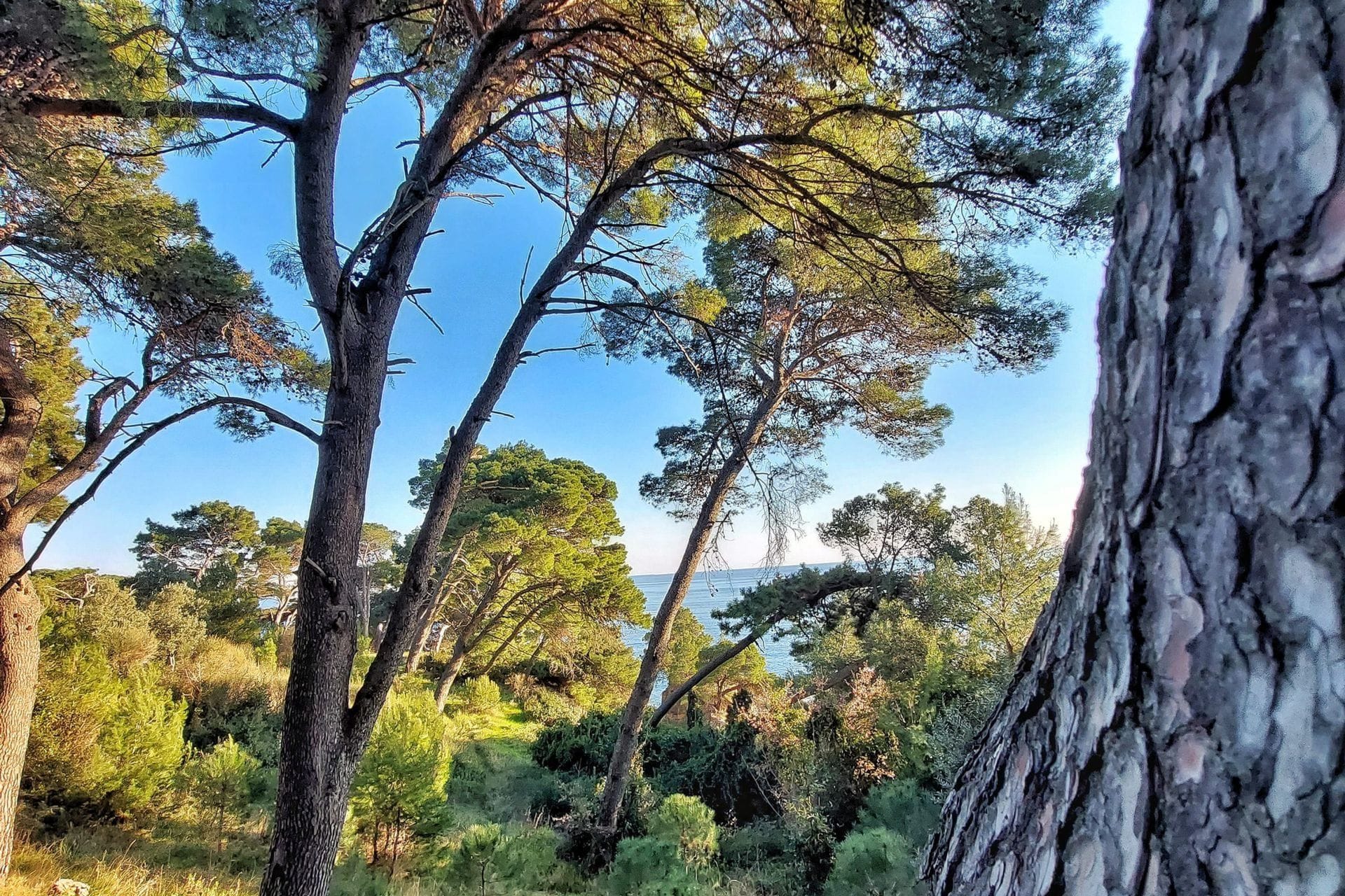 Anton Markić, Ulcinj