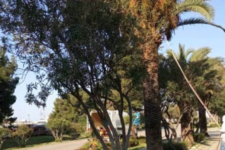 OBAVJEŠTENJE: Tretiranje kanarskih palmi - Bar (26.-28.4. 2022. godine)