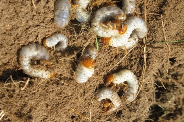 Mjere borbe protiv majskog gundelja