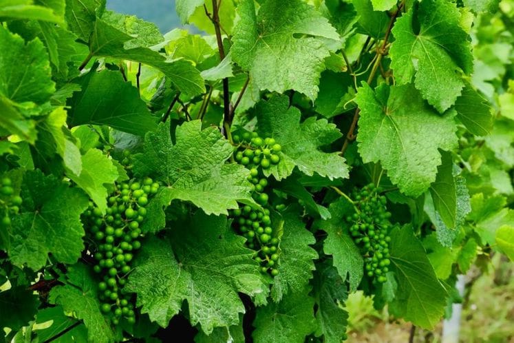 HITNO HEMIJSKO TRETIRANJE VINOVE LOZE U GODINJU I DRUGIM PODRUČJIMA