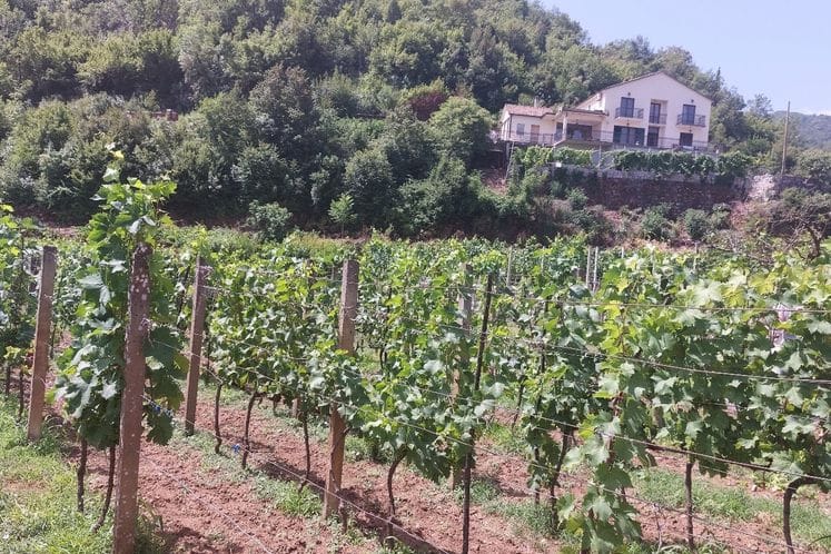 Terenski obilazak zaraženog područja fitoplazmom zlatne žutice vinove loze u Godinju