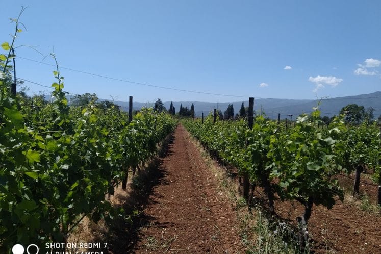 Rezultati monitoringa vektora Scaphoideus titanus i preporuka držaocima bilja vinove loze o obaveznom hemijskom tretiranju