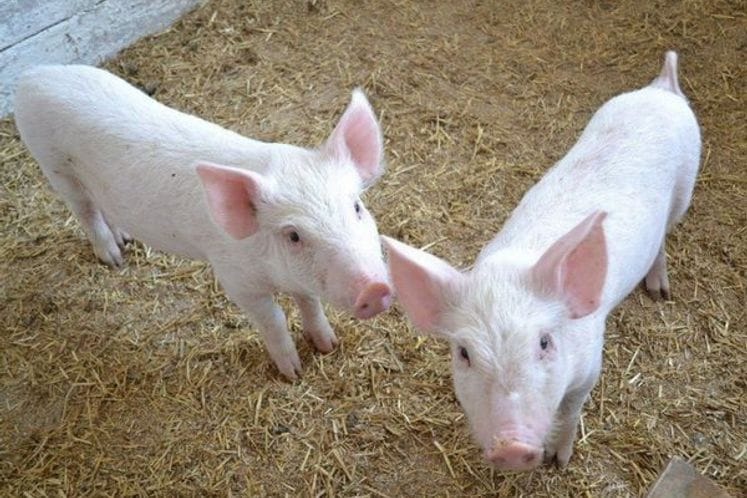 OBAVJEŠTENJE ZA DRŽAOCE: OBAVEZNI GODIŠNJI POPIS SVINJA NA DAN 1. jul 2022. GODINE