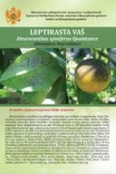 Leptirasta vas A. spiniferus