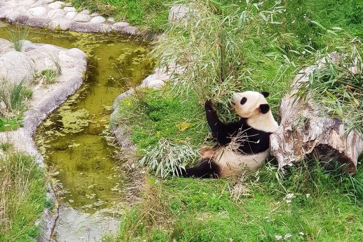 Odgovori na pitanja ZOO-vrta Berane