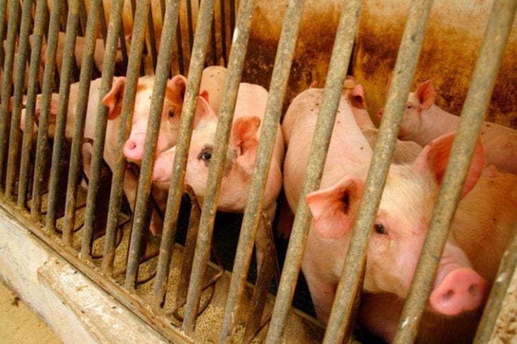 zabranjen uvoz svinja