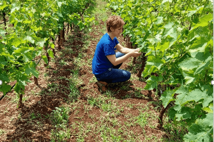 обилазак винограда