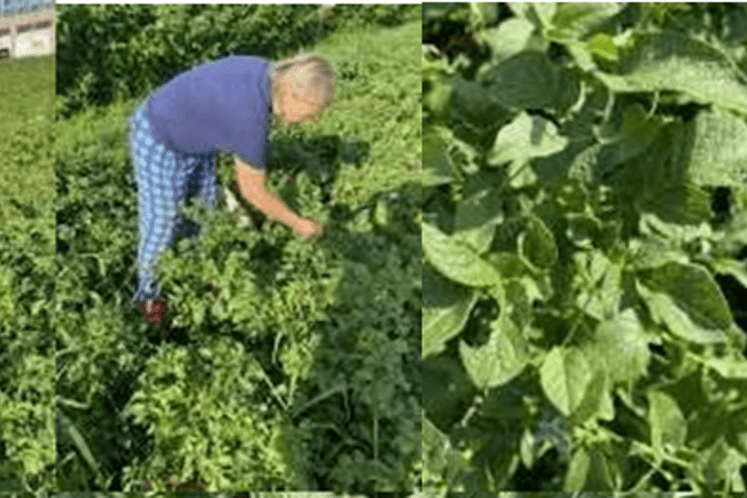 buvači krompira - izvještaj