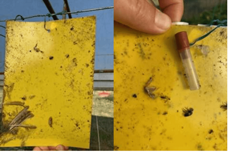 nadzor nad štetnim organizmima