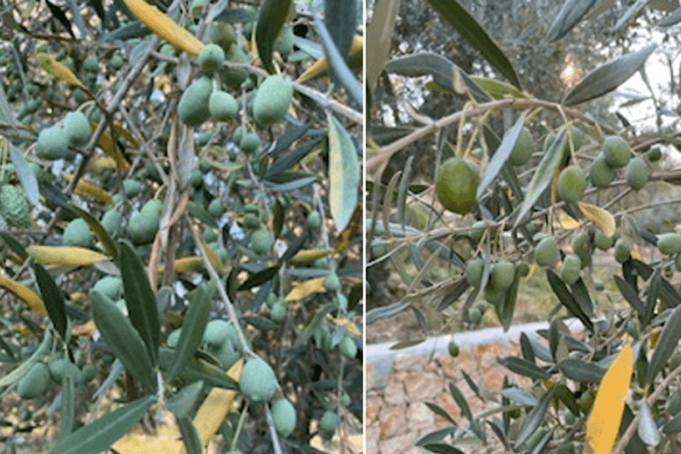 muva masline - izvještaj