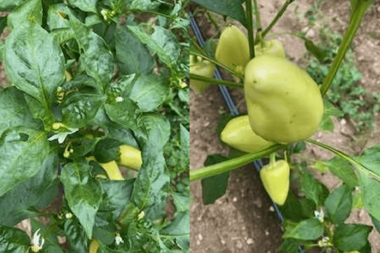 spodoptera izvještaj