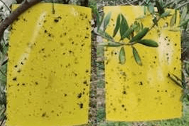 muva masline pregled