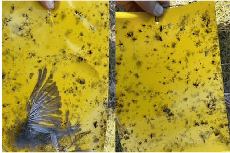 muva masline - detalji sa terena