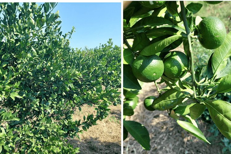 izvještaj - A. spiniferus