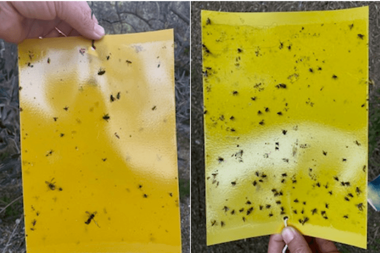 muva masline - sa terena