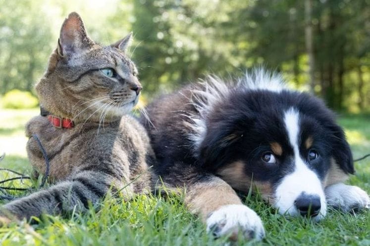 mačka i pas