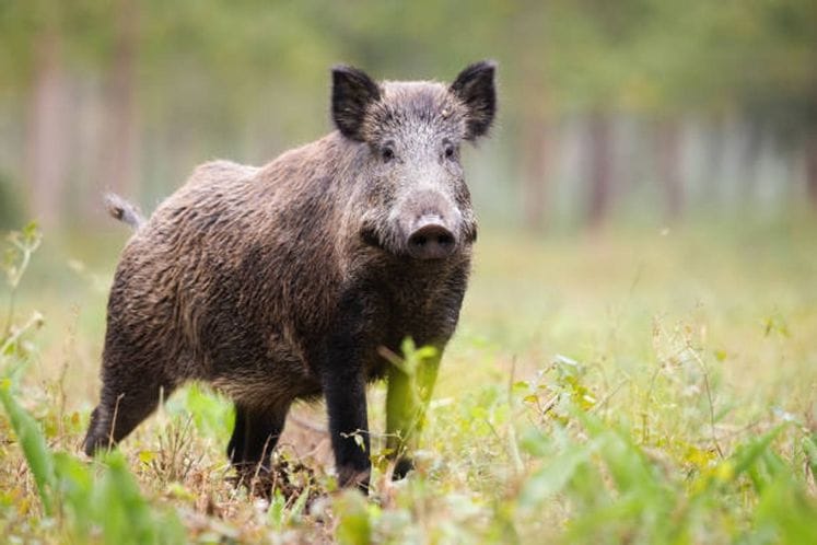 Potvrđen prvi slučaj afričke kuge svinja kod divljih svinja u Crnoj Gori
