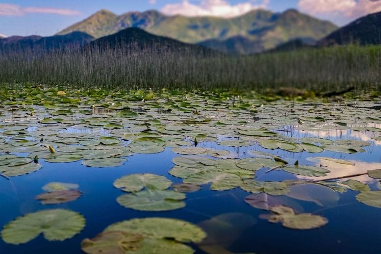 Skadarsko jezero