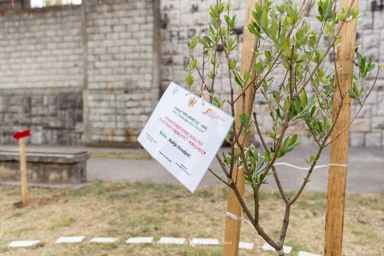Хуманитарни парк маслине