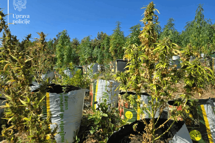 Marihuana plantaža BD