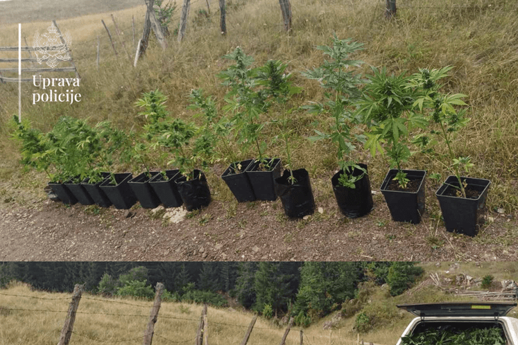 zasadi marihuane Pljevlja