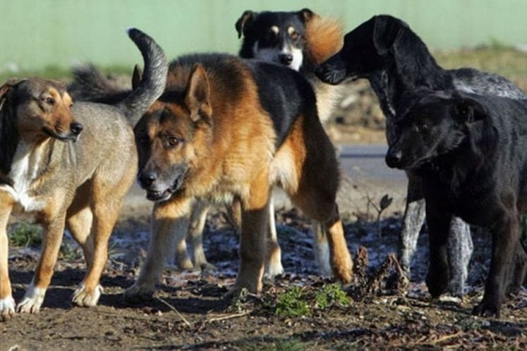 Savjet za zaštitu životinja najoštrije osuđuje svaki vid nasilja nad životinjama!