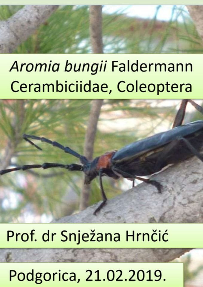 Aromia bungii Faldermann Cerambiciidae, Coleoptera - brošura