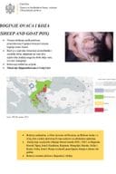 Boginje ovaca i koza