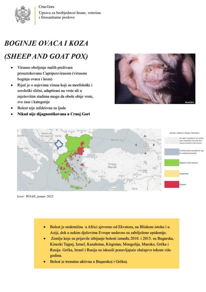 Boginje ovaca i koza
