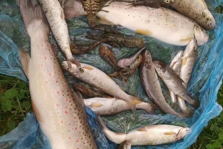 Pomor ribe u pritoci rijeke Lim