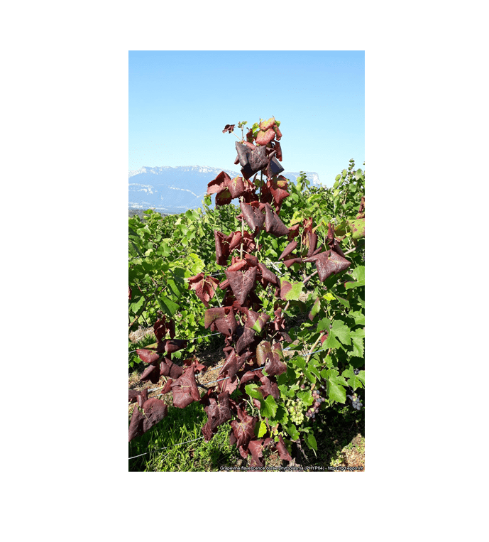 gallery.media[0].alt