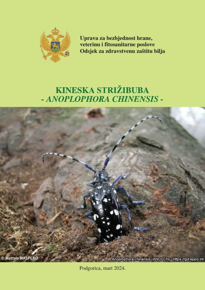 Kineska strižibuba Anoplophora chinensis, brošura