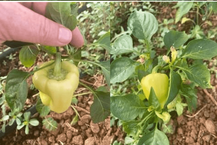 Vizuelni pregled usjeva kukuruza i paprike na eventualno prisustvo Spodoptera frugiperda