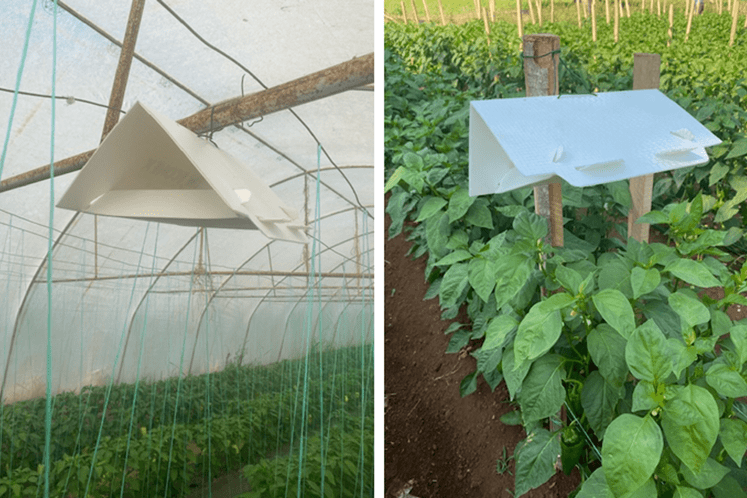 Feromonske klopke za T. leucotreta