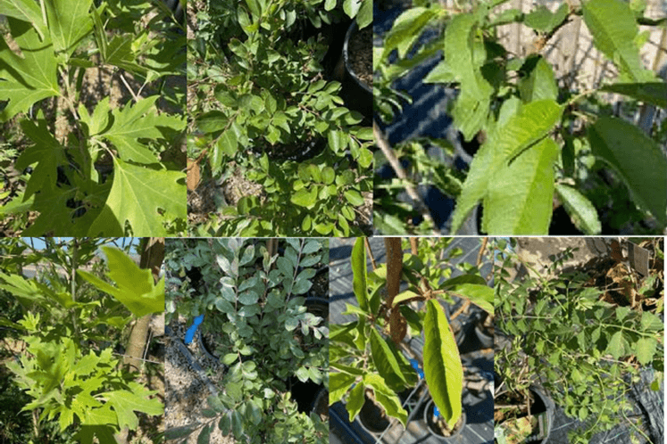 Ukrasne i voćne vrste sa različitih lokaliteta bez prisustva simptoma napada P. japonica