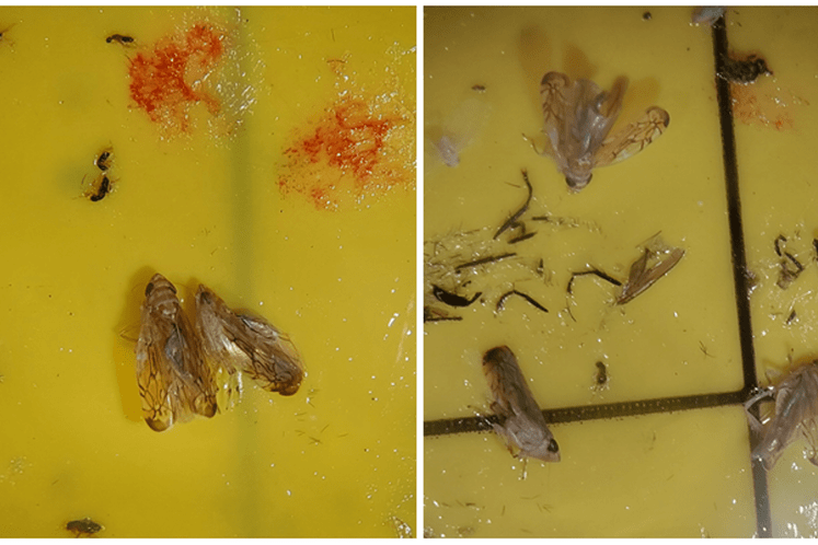 Imaga S. titanus uhvaćena na žutim ljepljivim pločama