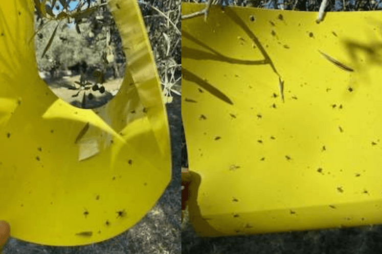 Žuta ploča koju je postavio proizvođač sa uvaćenim muvama