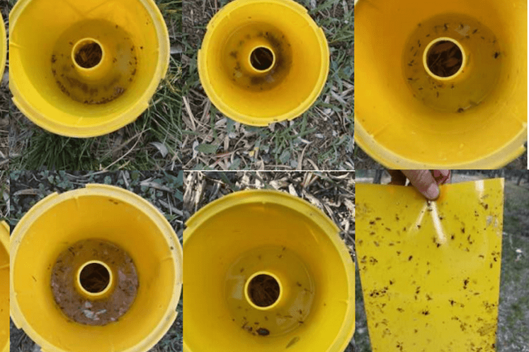 Mc Phail klopke i žute ljepljive ploče