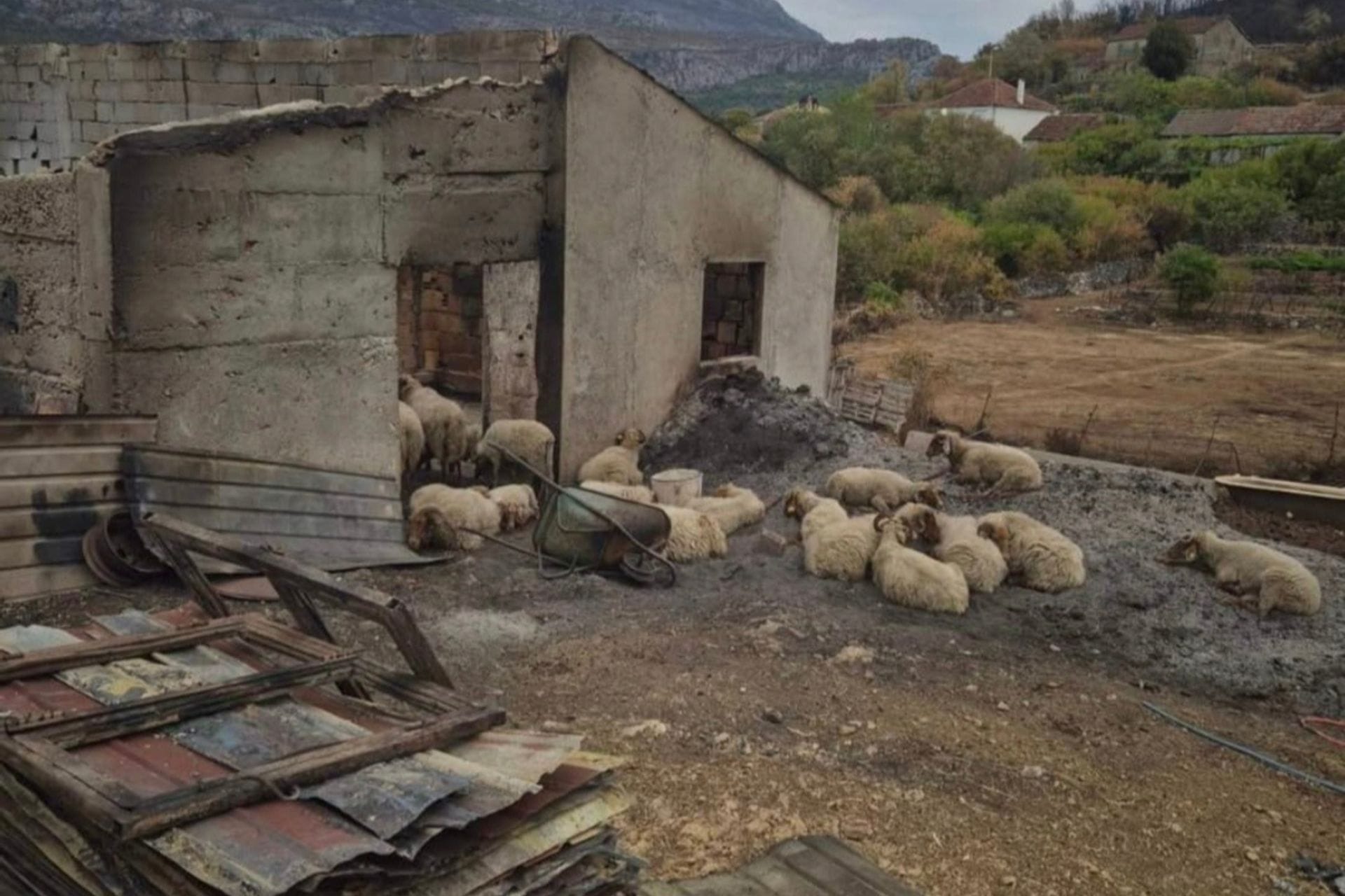 Obilazak Pipera posle požara