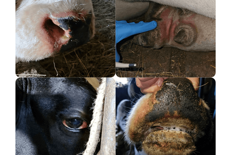 bolest plavog jezika