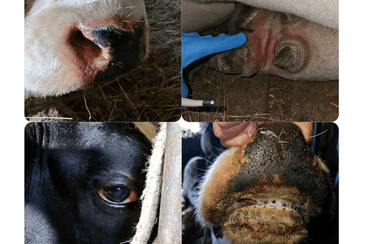 Bolest plavog jezika