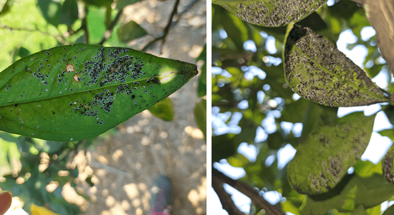 gallery.media[0].alt