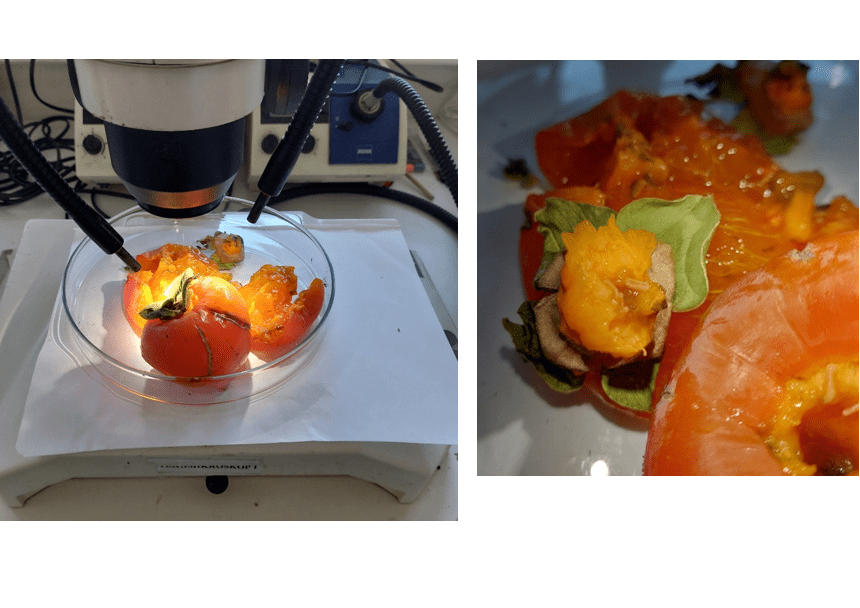 gallery.media[0].alt