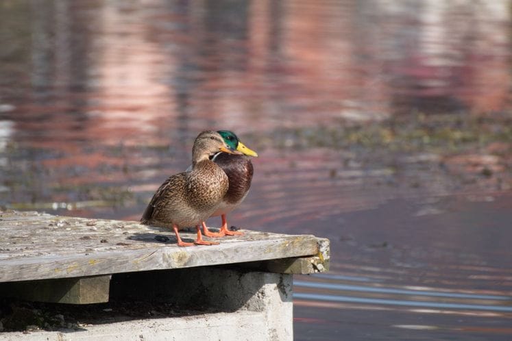Usvojen Nacionalni akcioni plan za rješavanje pitanja ilegalnog ubijanja, uzimanja i trgovine pticama selicama
