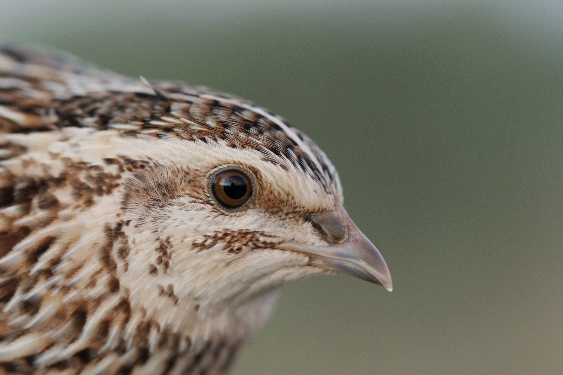 Usvojen Nacionalni akcioni plan za rješavanje pitanja ilegalnog ubijanja, uzimanja i trgovine pticama selicama