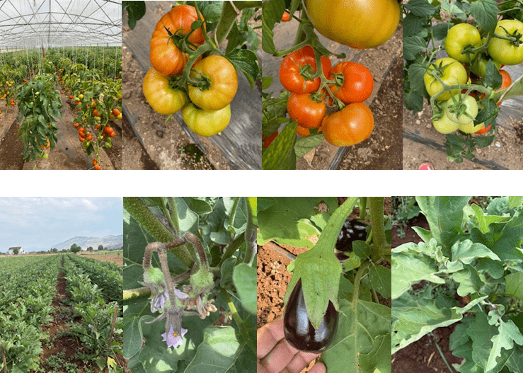 gallery.media[0].alt