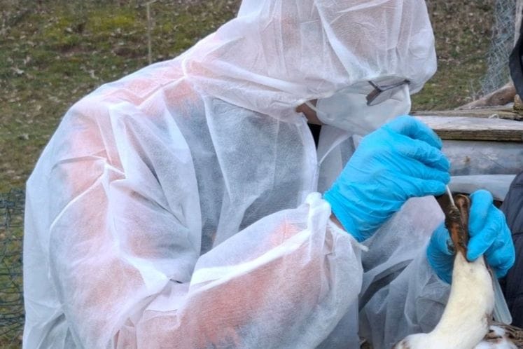 saopštenje ptičji grip