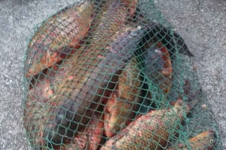 Dozvole za ribolov na slatkim vodama