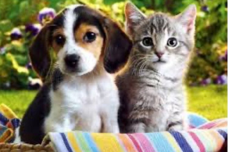 nekomercijalno kretanje